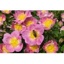 Bienenrose Zweibrcken (Rosa pimpinellifolia)