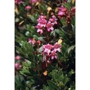 Rhododendron hirsutum (Grne Alpenrose)